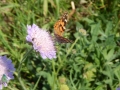 DSCN0052.JPG