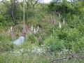 DSCN0088.JPG