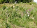 DSCN0092.JPG