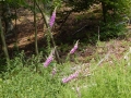 DSCN0094.JPG