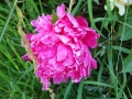 DSCN0120.JPG