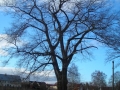 DSCN0247_1.JPG