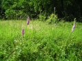 DSCN0877.JPG