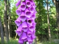 DSCN0915.JPG